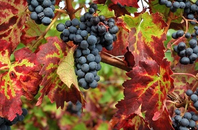 Italian Wines Tour Italian Wines Tour