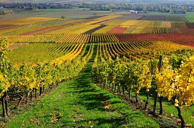Lambrusco Grasparossa Tour Lambrusco Grasparossa Tour